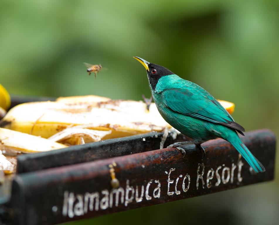 Itamambuca Eco Resort 4*